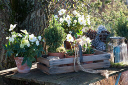 Holzkiste mit Christrosen und Zuckerhutfichte, Windlicht und Korb mit Zapfen