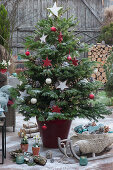 Nordmann fir with fairy lights, stars and balls as a Christmas tree, sleigh with fur and bowl with hearts, cones and balls as decoration