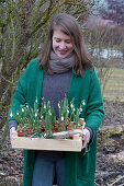 Woman brings fruit crates with snowdrops in the pot