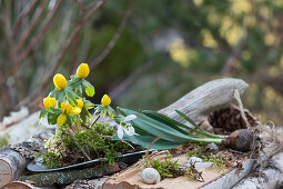 Winterling in moss on a hand shovel, snowdrops without soil