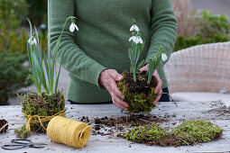 Wrap snowdrops in moss
