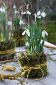 Snowdrops in moss as decoration
