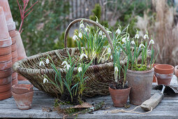 Planting snowdrops in clay pots