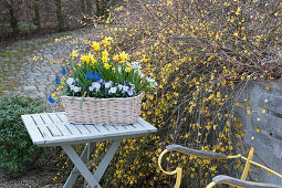 Basket box with horned violets, daffodils 'Tete a Tete', grape hyacinths 'Blue Pearl' and milk star