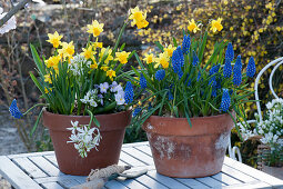 Pots with daffodils 'Tete a Tete', grape hyacinths 'Blue Pearl', milk star and horned violets