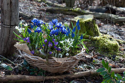 Basket with crocus 'Tricolor', net iris, star of milk and grape hyacinth 'Blue Pearl' in the garden