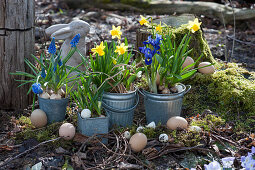 Zinktöpfe mit Narzissen 'Tete a Tete', Traubenhyazinthen 'Blue Pearl', Netziris und Milchstern als Osterdeko im Garten mit Osterhase und Ostereiern auf Moos