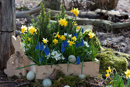 Wooden box with daffodils 'Tete a Tete', grape hyacinths 'Blue Pearl', milk star and sugar loaf spruce, Easter bunny and Easter eggs