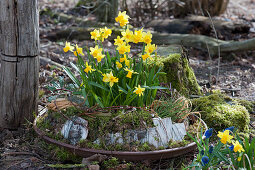 Bowl with daffodils 'Tete a Tete', decorated with moss, bark and twigs in the garden