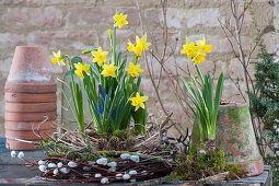 Daffodil 'Tete a Tete' and grape hyacinth 'Blue Pearl' in a wreath of twigs and grasses