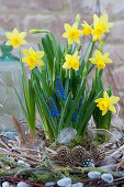 Daffodil 'Tete a Tete' and grape hyacinth 'Blue Pearl' in a wreath of twigs and grasses, with cones and feathers