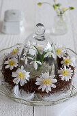 Wreath of anemones in cut glass bowl with glass cover