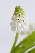 Close-up of white grape hyacinth
