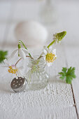 Snowdrop, anemones and grape hyacinth in salt cellar