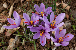 Cluster of Crocus sativus saffron flowers