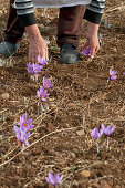 Erntearbeiterin beim Pflücken von Safranblüten auf dem Feld (Griechenland)