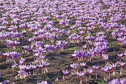 Purple Greek saffron flowers (crocus sativus) in a field