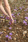 Woman harvesting Greek saffron