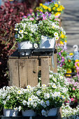 Spring in white: horned violets, Tausendschon Rambling Rose, and forget-me-nots