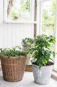 Tomatenpflanzen in einem Korb und Metalleimer im Wintergarten