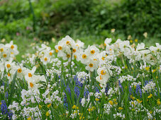 Flower meadow with daffodil 'Geranium', meadowfoam, and grape hyacinth