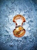 A fresh scallop on ice against a blue background with copy space