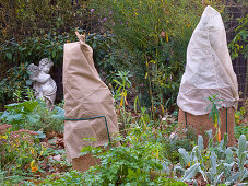 Winter protection for kitchen laurel and rosemary in the garden