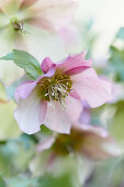 Rosafarbene Blüte der Lenzrose