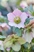 Pink and green hellebore flower