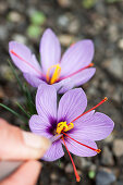 Hand harvesting saffron