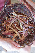 Basket of dried Borlotti bean, variety called Borlotto Lingua di Fuoco. ready for removing from the pods (shelling)