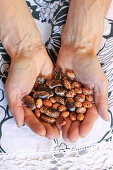 Handful of dried Borlotti beans (variety called Borlotto Lingua di Fuoco) and Runner Beans (Painted Lady)