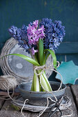 Free-standing bouquet of hyacinths in dish of water