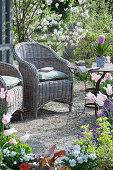 Gravel terrace with wicker armchairs surrounded by rock pear, tulips, milkweed, horned violets and gold lacquer, hyacinth in a pot on the table