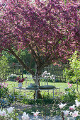 Tree bench under the crabapple tree 'Paul Hauber'
