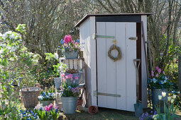 Pots with hyacinths, tulips, grape hyacinths, moss saxifrage and horned violets on the tool shed, shelf made of wooden boxes