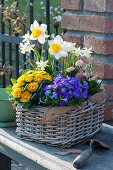 Colorful spring basket with blue pillows, primrose Belarina 'Mandarin', daffodils 'Semper Avanti' 'Toto', hyacinth and daisy's