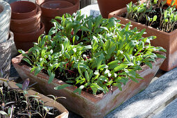 Rote Bete 'Tonda di Chioggia' Sämlinge in Aussaatschale aus Terracotta