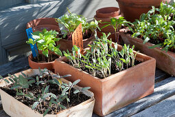 Vegetables and flowers young plants