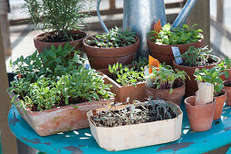 Vegetable and flower seedlings on table in winter garden