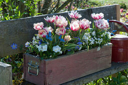 Wooden box with tulip 'Toplips', horned violets, grape hyacinths and ray anemones