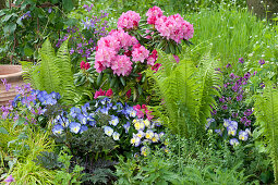 Shade bed with Rhododendron yakushimanum 'Morgenrot', ostrich fern, horned violet 'Blue Moon' and gold lacquer