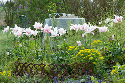 Lily-flowered tulips 'Marylin' and Euphorbia polychroma with a border made of iron