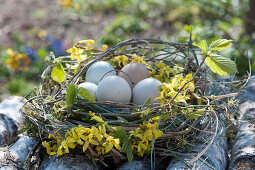 Easter basket made of gold bells branches, hornbeam, cornel and grass, filled with Easter eggs