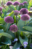 Ornamental onion 'Ostara' is a new interesting cross between A.karataviense x A.atropurpureum and flowers in early summer