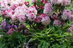 Schattiges Beet mit Rhododendron 'Silberwolke', Funkien und Akelei