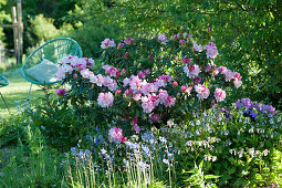 Shady flowerbed with rhododendron 'silver cloud', comfrey and rabbit bells, Acapulco chair