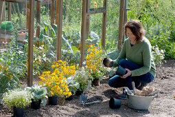 Woman puts plants in a row in the greenhouse to create a bed: magic snow, ragwort 'Angel Wings' and spice tagetes alternately