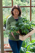 Frau holt Kiste mit Tomaten-Jungpflanzen aus dem Geäwchshaus