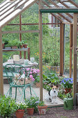 View into the open greenhouse, horned violet 'Blue Moon', box with seeds on the chair, dog Zula, flowering geranium